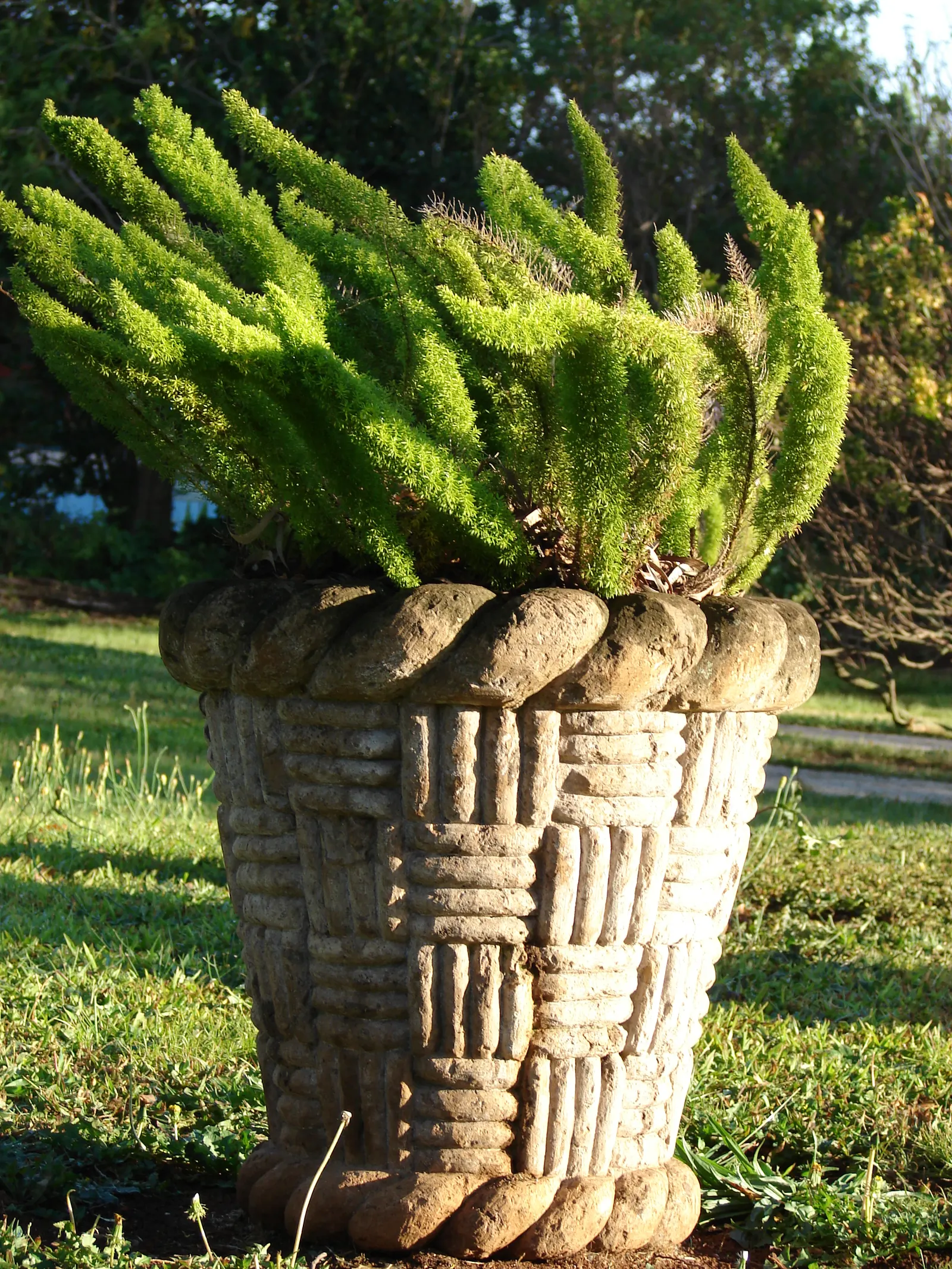 Myers Asparagus (Asparagus Densiflorus 'Myers') — the Myers Asparagus can be effectively utilized in mass plantings