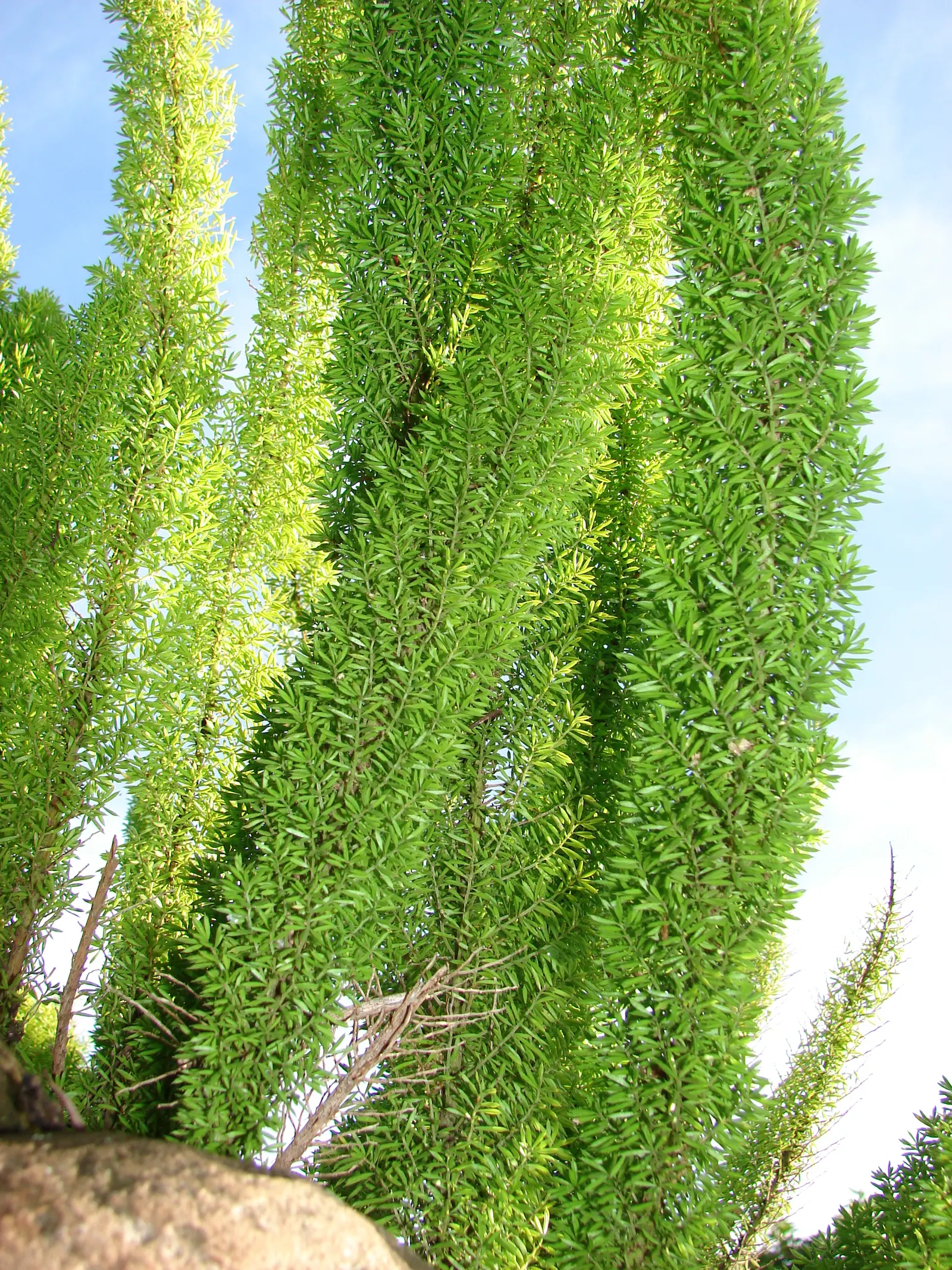Myers Asparagus (Asparagus Densiflorus 'Myers') — This evergreen perennial thrives in USDA zones 9-11, maturing around 18-24 inches tall and wide