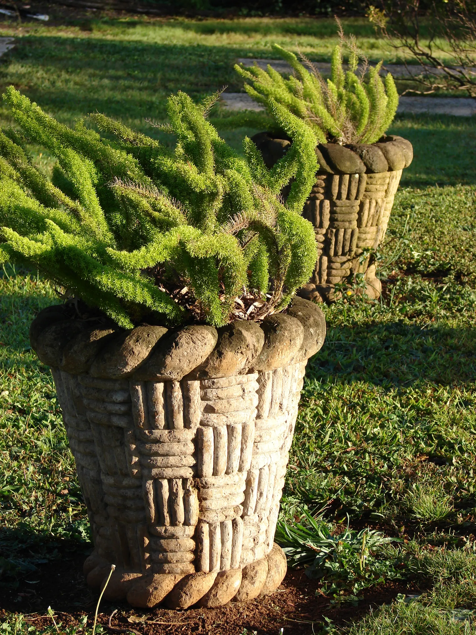 Myers Asparagus (Asparagus Densiflorus 'Myers') — as an accent in mixed borders