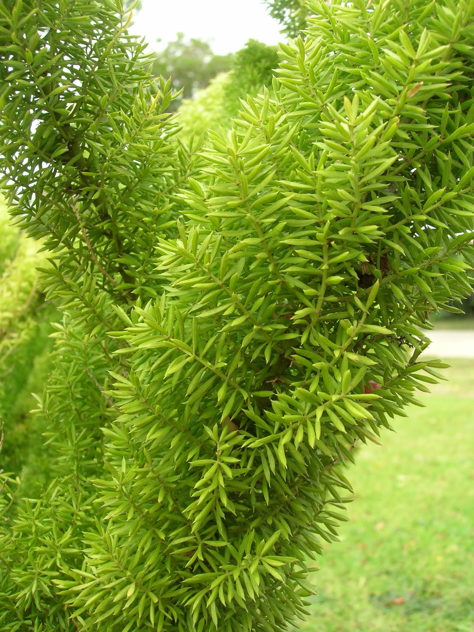Myers Asparagus (Asparagus Densiflorus 'Myers') — adding an element of interest and contrast