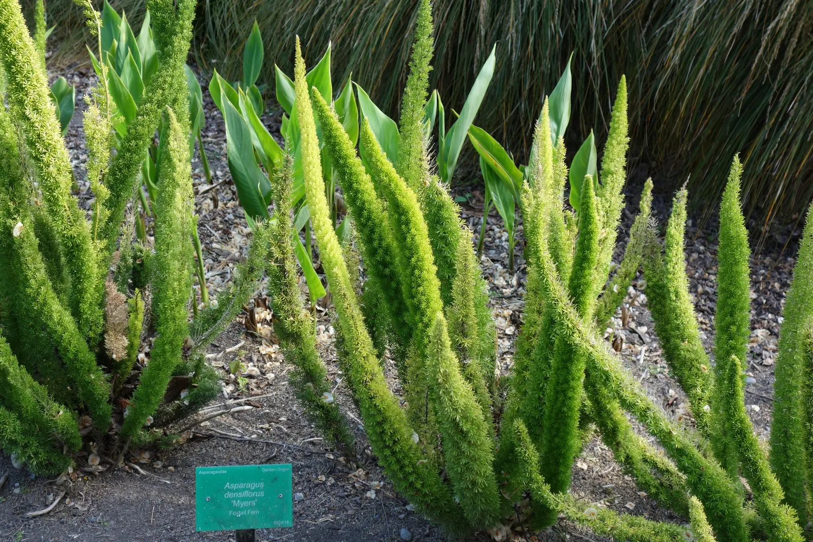 Myers Asparagus (Asparagus Densiflorus 'Myers') — or for adding fine-textured contrast to broader-leaved plants