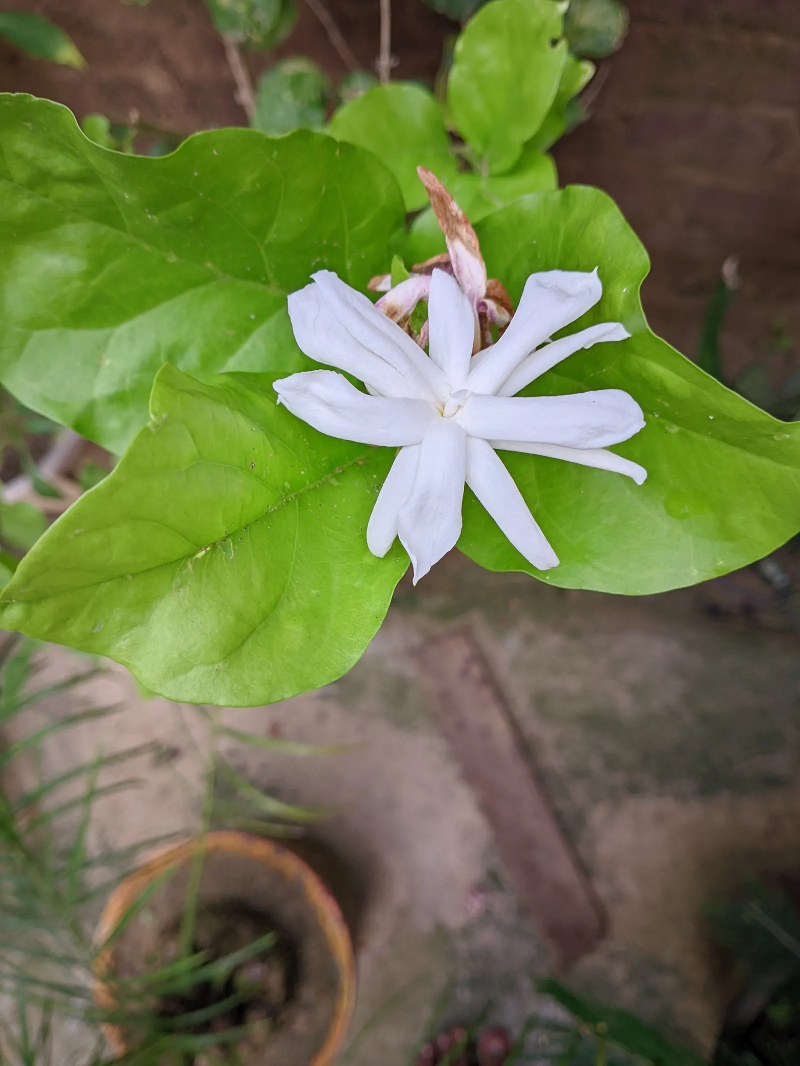Arabian Jasmine (Jasminum sambac) — This versatile plant thrives best in full to partial sun and well-drained soil