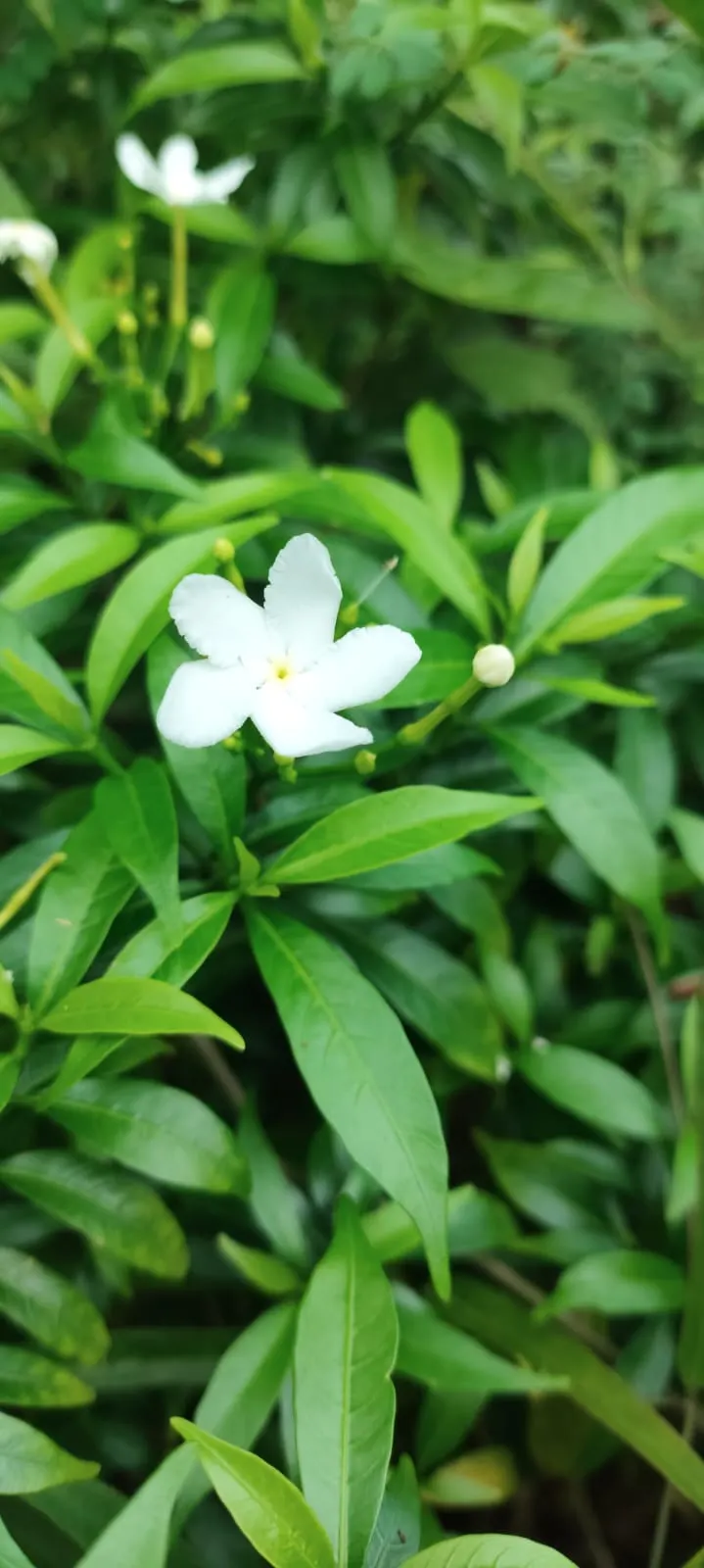 Arabian Jasmine (Jasminum sambac) — Arabian Jasmine (Pandorea sambac) is a beloved evergreen shrub