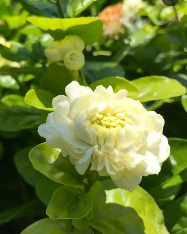 Arabian Jasmine (Jasminum sambac) — featuring glossy leaves and intensely fragrant white flowers