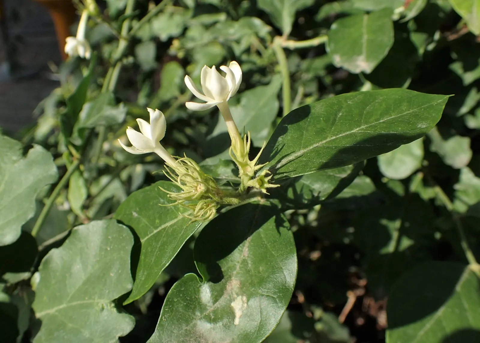 Arabian Jasmine (Jasminum sambac) — white blossoms which flourish throughout the year in warmer climates; the plant reaches heights of 3 to 6 feet with a