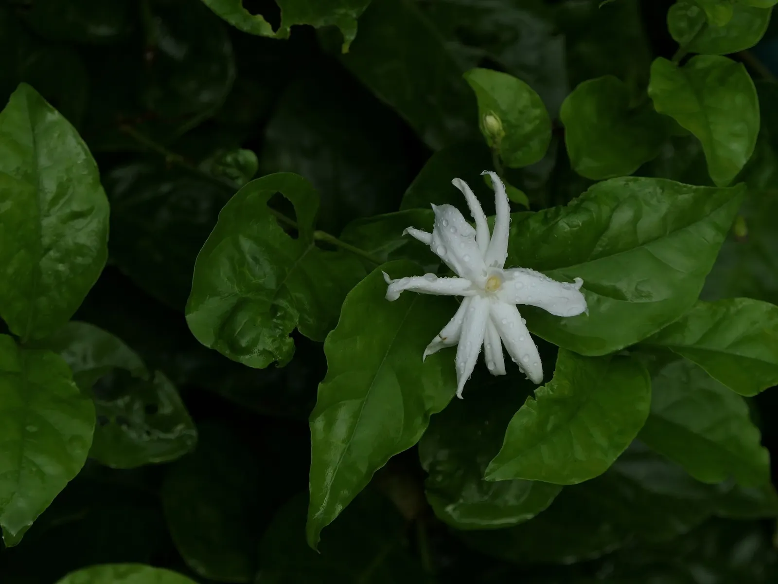 Arabian Jasmine (Jasminum sambac) — which can measure 2 to 4 inches in length