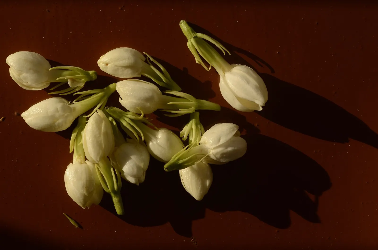 Arabian Jasmine (Jasminum sambac) — Arabian Jasmine (Pandorea sambac) is a beloved evergreen shrub; typically reaching up to 3-6 feet high and 2-3 feet wide