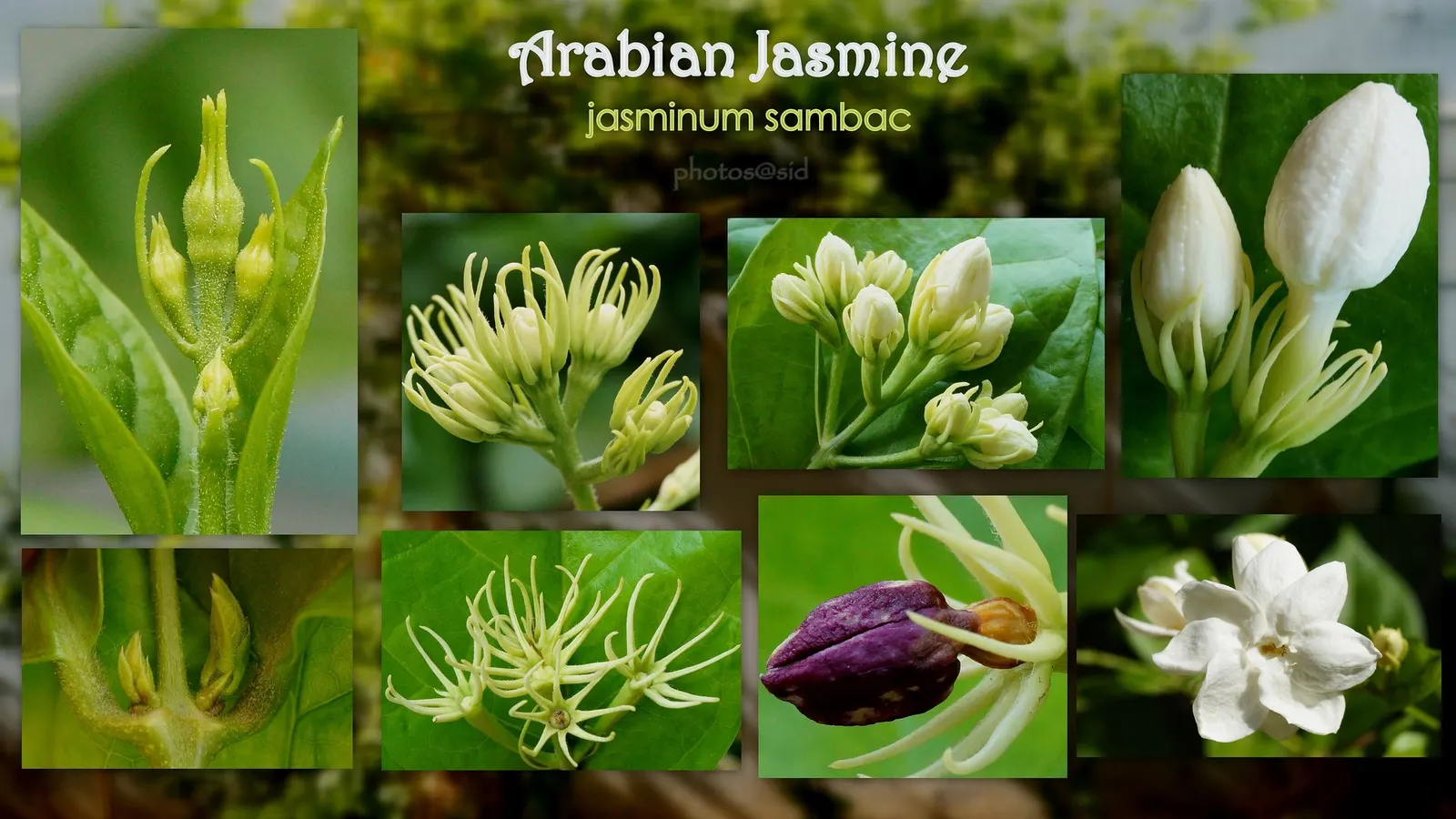 Arabian Jasmine (Jasminum sambac) — Regular watering and pruning encourage robust blooms; arabian jasmine prefers full to partial sunlight and thrives in