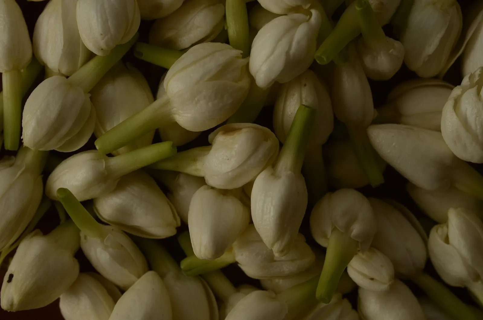 Arabian Jasmine (Jasminum sambac) — especially after dusk.<br><br>The inflorescences are composed of clusters of 3 to 12 individual flowers