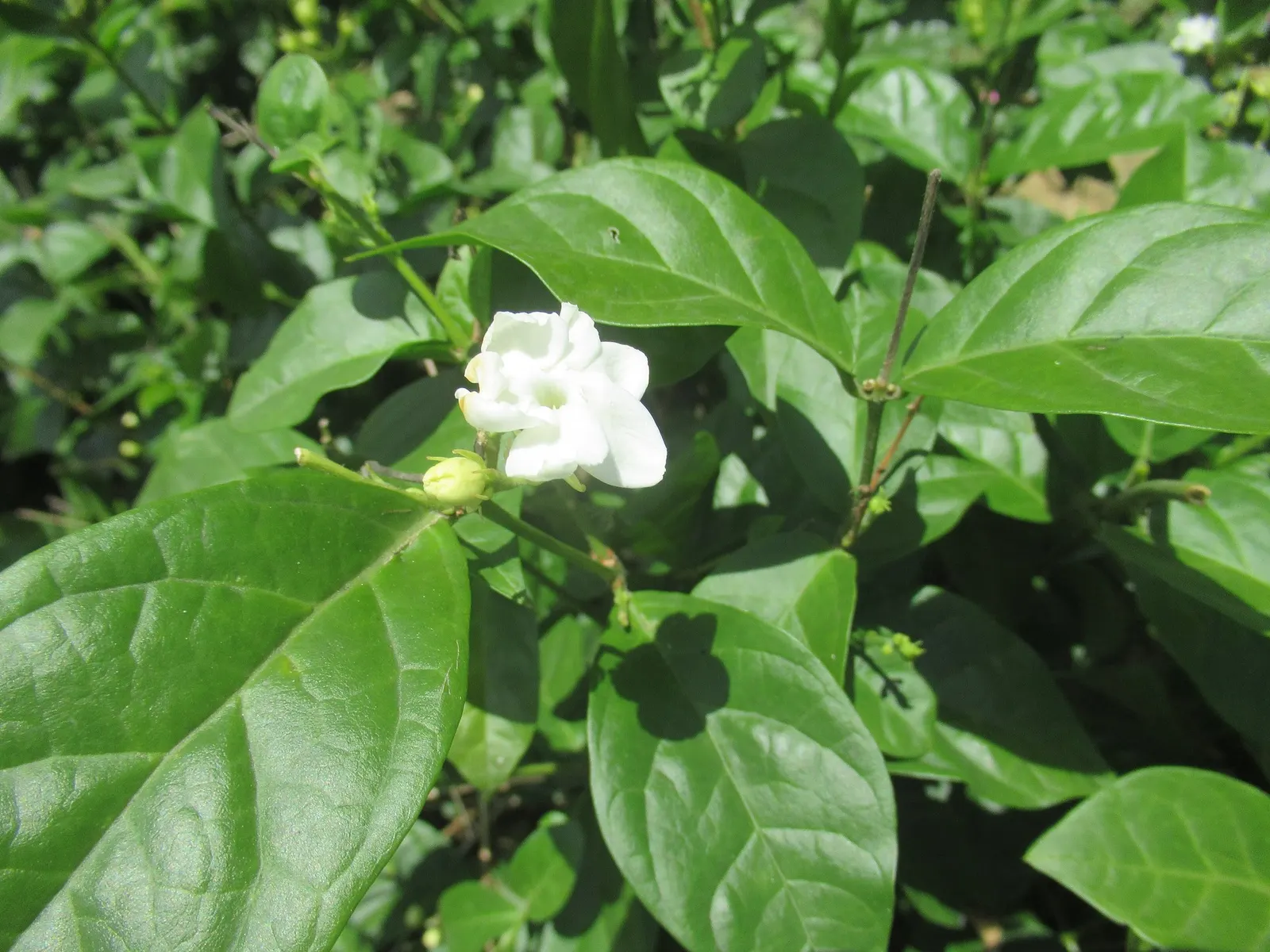 Arabian Jasmine (Jasminum sambac) — As a key element in landscape design