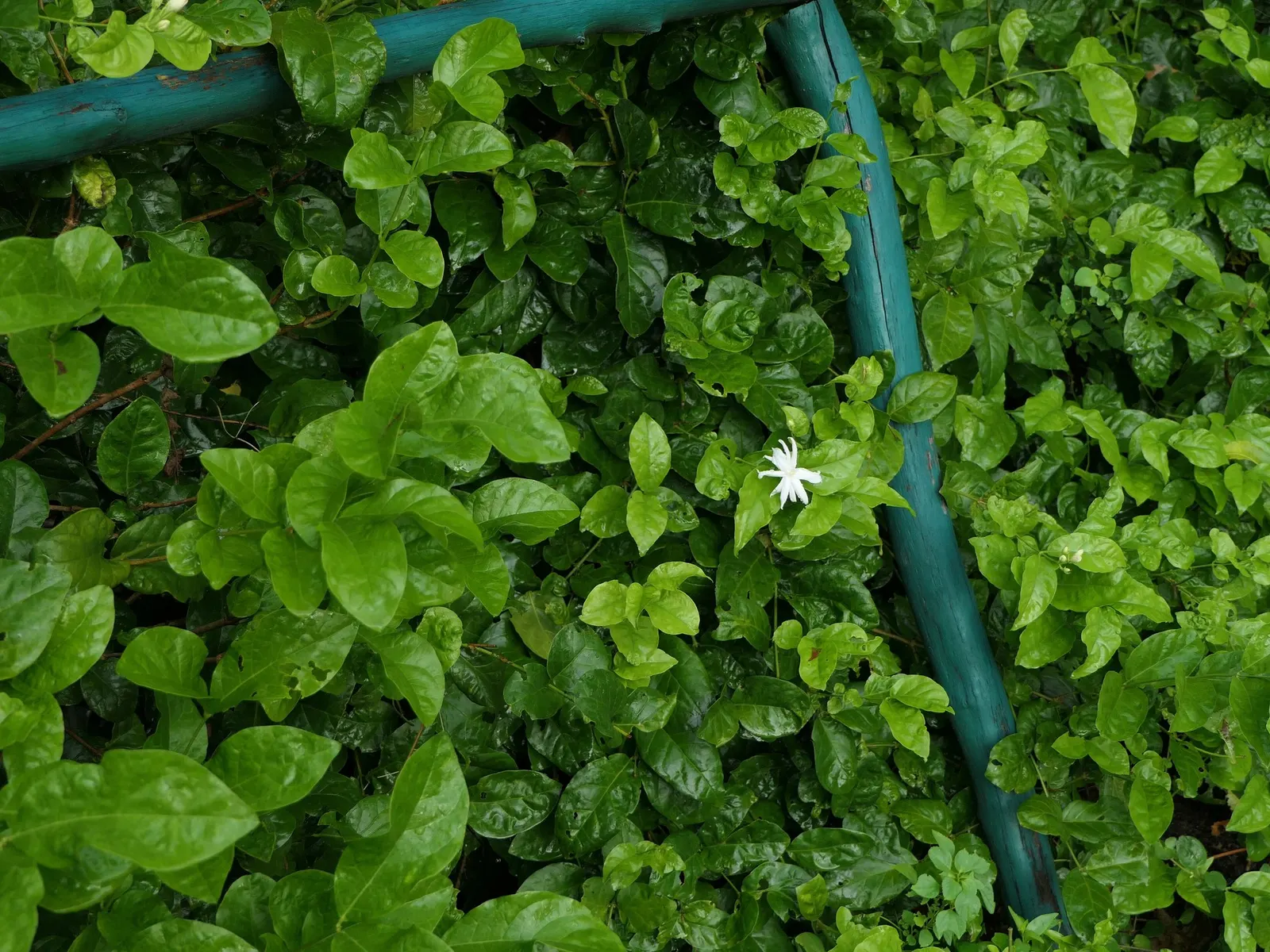 Arabian Jasmine (Jasminum sambac) — though it can also be trained into a small vine form with support