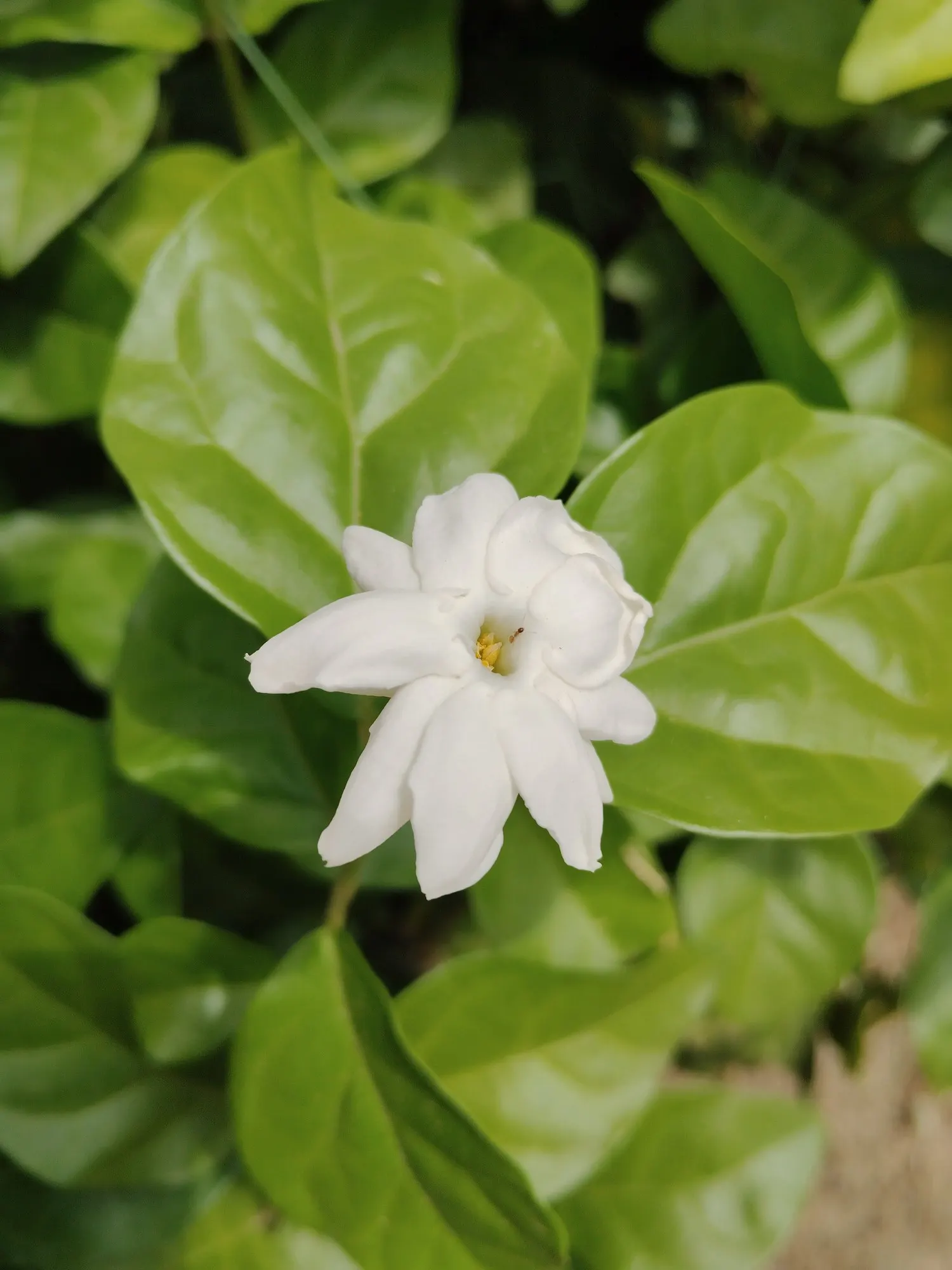 Arabian Jasmine (Jasminum sambac) — Typically reaching up to 3-6 feet high and 2-3 feet wide