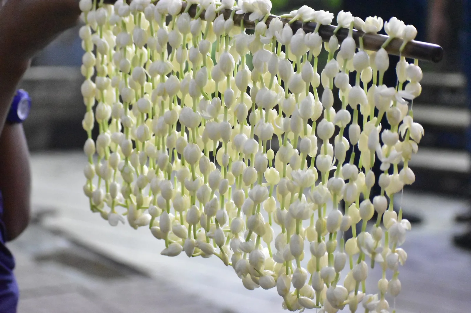 Arabian Jasmine (Jasminum sambac) — Regular watering and pruning encourage robust blooms