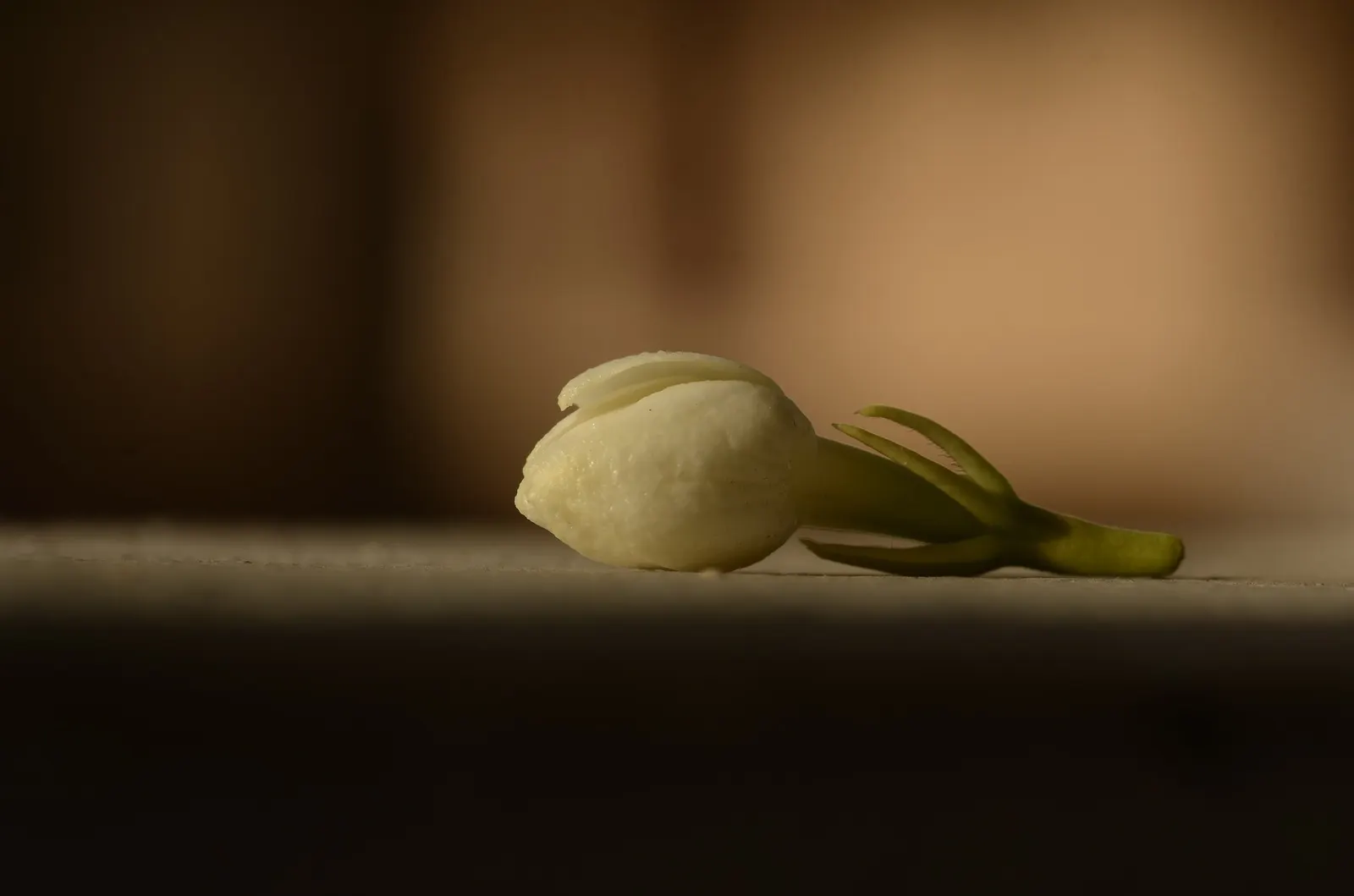 Arabian Jasmine (Jasminum sambac) — This versatile plant thrives best in full to partial sun and well-drained soil; arabian jasmine prefers full to partial
