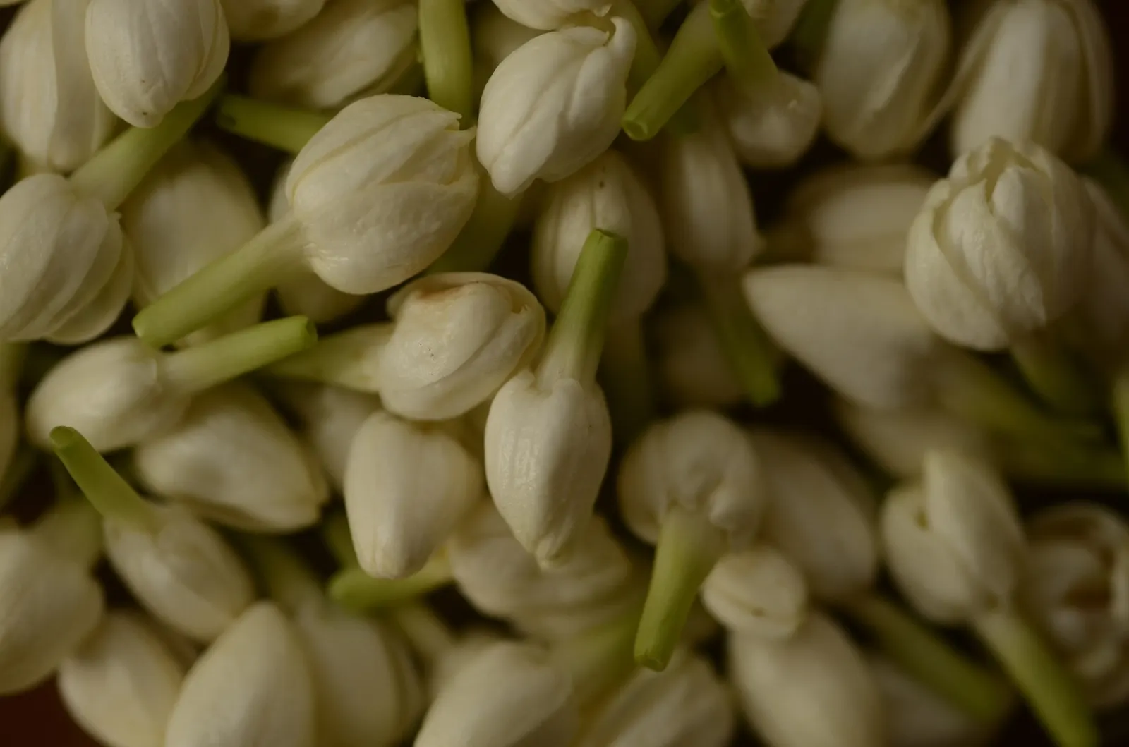 Arabian Jasmine (Jasminum sambac) — each about 1 inch in diameter