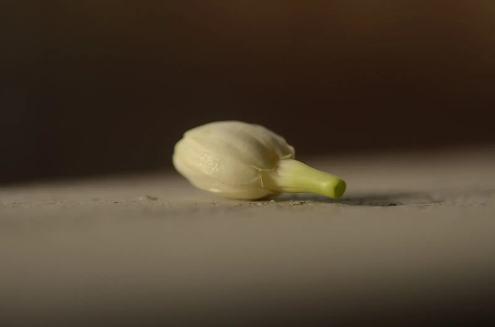 Arabian Jasmine (Jasminum sambac) — offering a sensory experience with every visit to the garden
