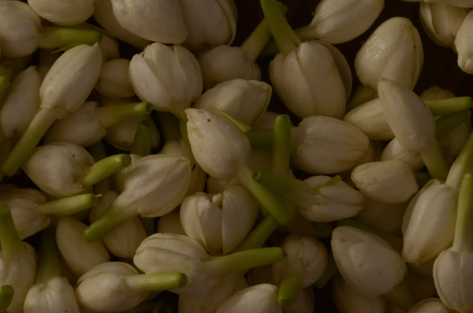 Arabian Jasmine (Jasminum sambac) — create a lush backdrop for the star-shaped flowers that exude a sweet