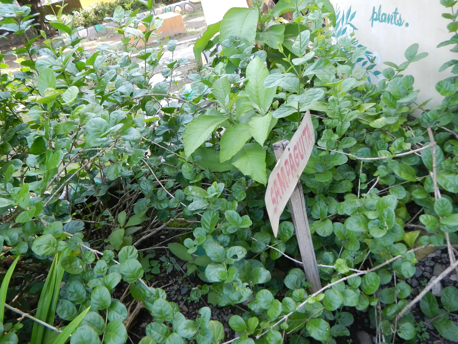 Arabian Jasmine (Jasminum sambac) — it's excellent for hedges; typically reaching up to 3-6 feet high and 2-3 feet wide
