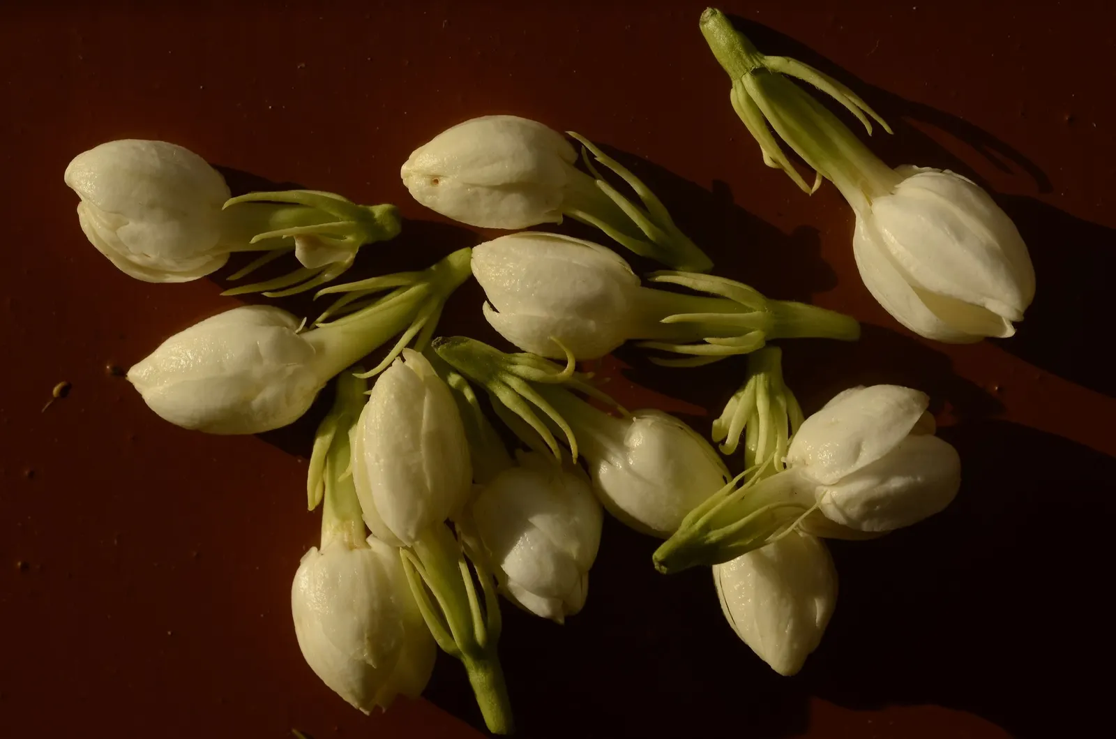 Arabian Jasmine (Jasminum sambac) — broadleaf evergreen for full or half