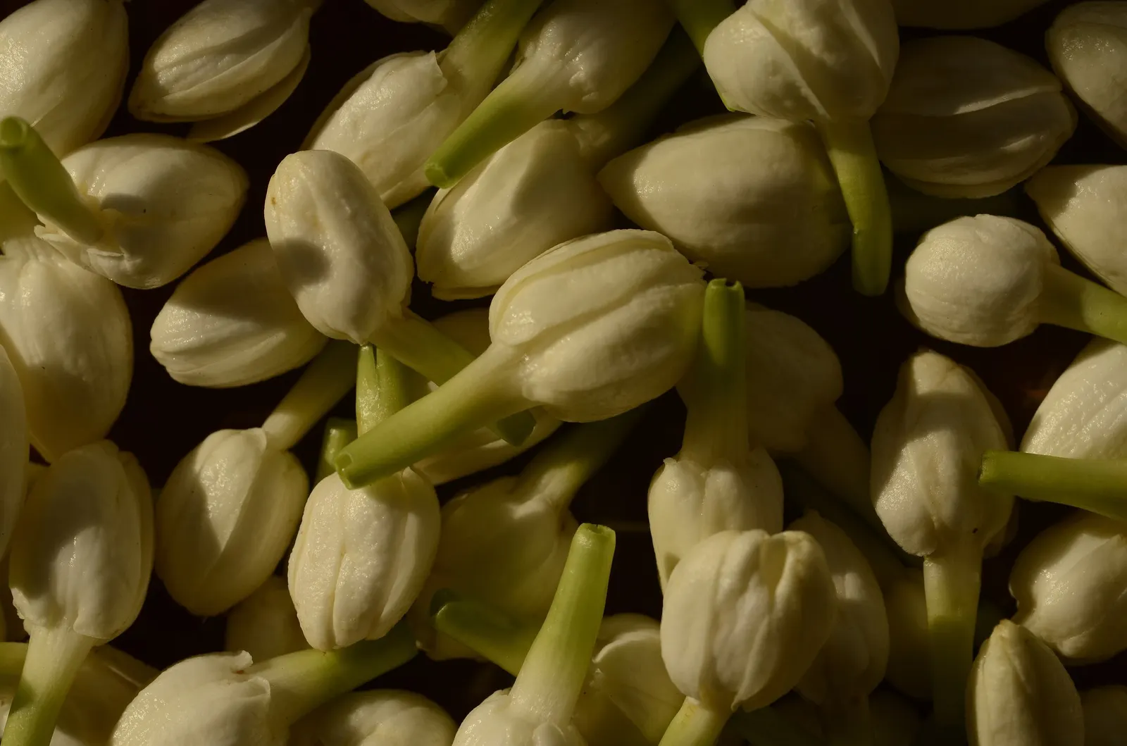 Arabian Jasmine (Jasminum sambac) — Consistent moisture is important