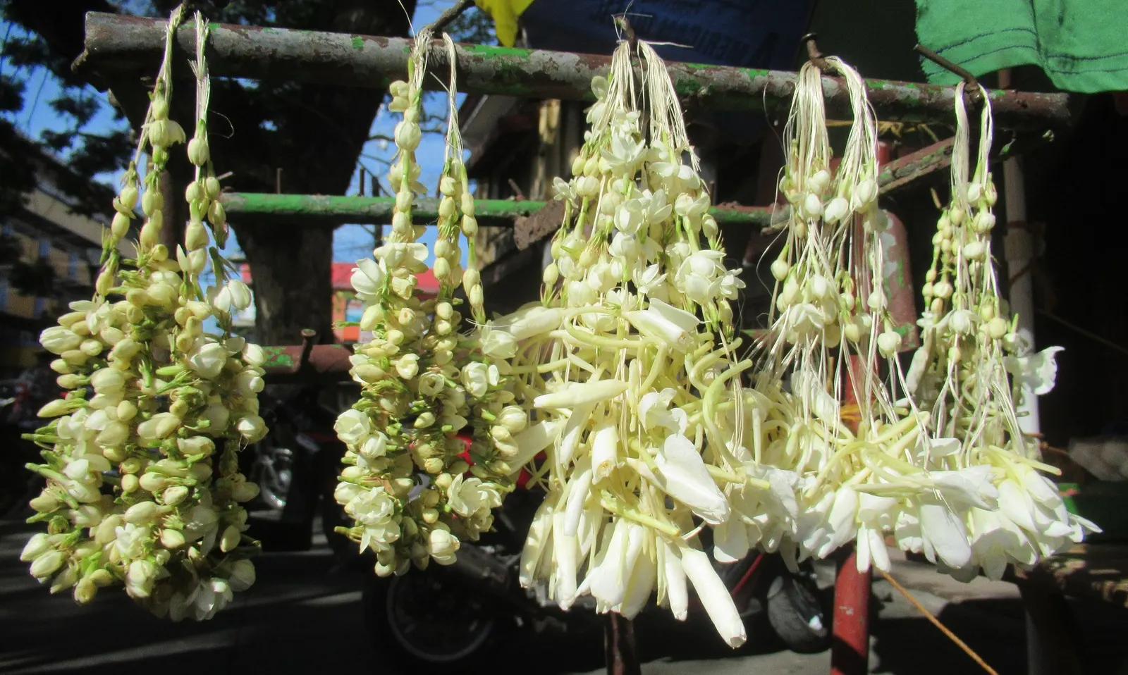 Arabian Jasmine (Jasminum sambac) — Plant in USDA zones 9-11 for optimal growth; the plant reaches heights of 3 to 6 feet with a similar spread