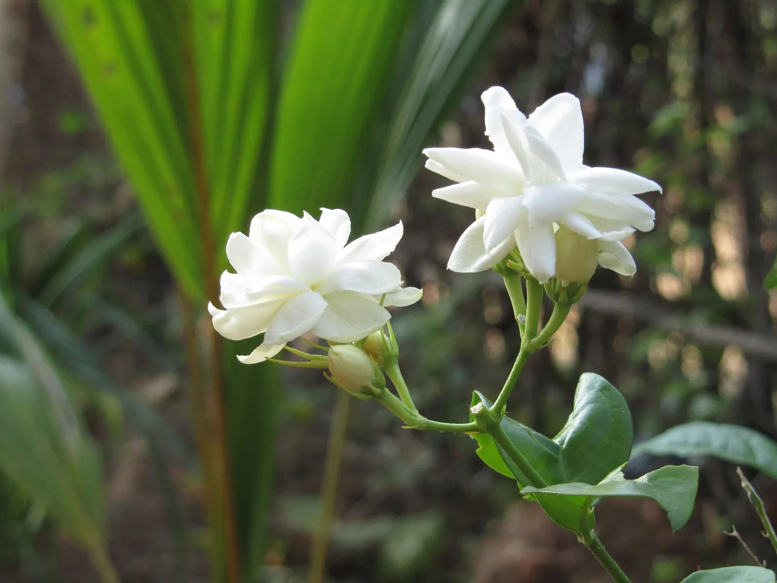 Arabian Jasmine (Jasminum sambac) — is an evergreen shrub that is treasured for its fragrant; typically reaching up to 3-6 feet high and 2-3 feet wide