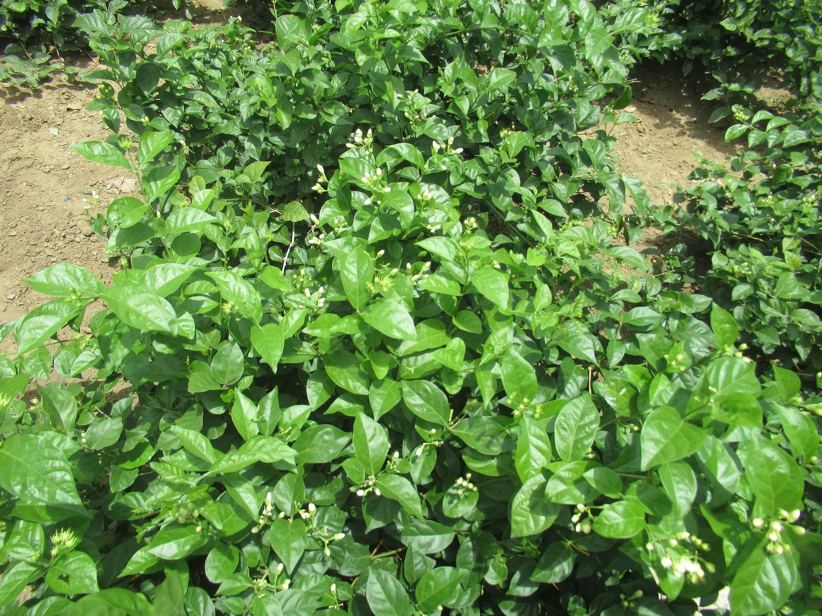 Arabian Jasmine (Jasminum sambac) — enhancing the display of the fragrant blooms that are so characteristic of this delightful shrub