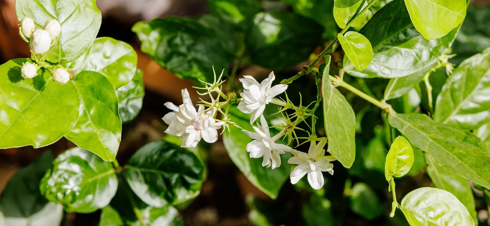Arabian Jasmine (Jasminum sambac) — scientifically termed Jasminum sambac