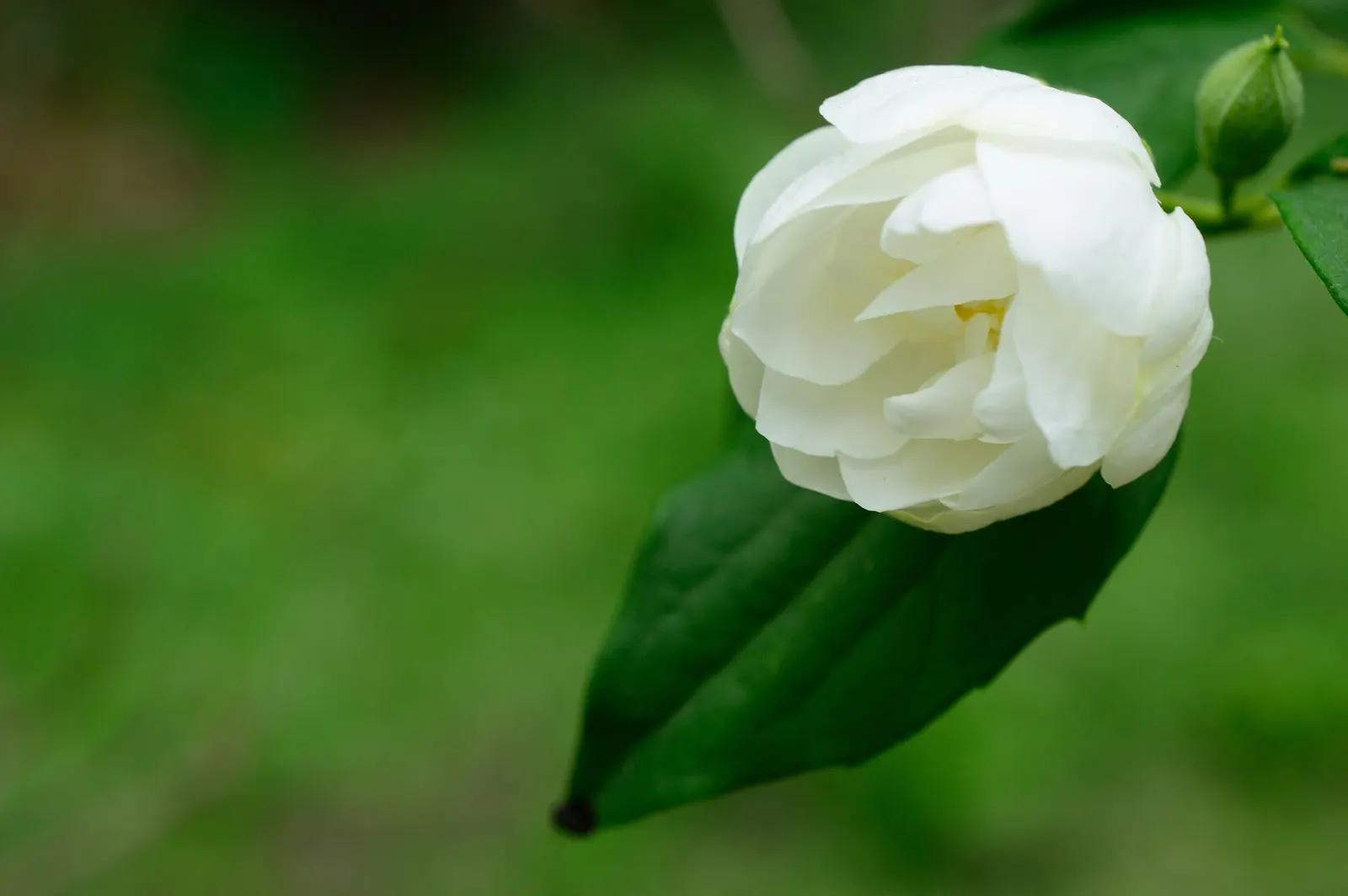 Arabian Jasmine (Jasminum sambac) — Regular pruning can maintain the desired shape and promote denser growth