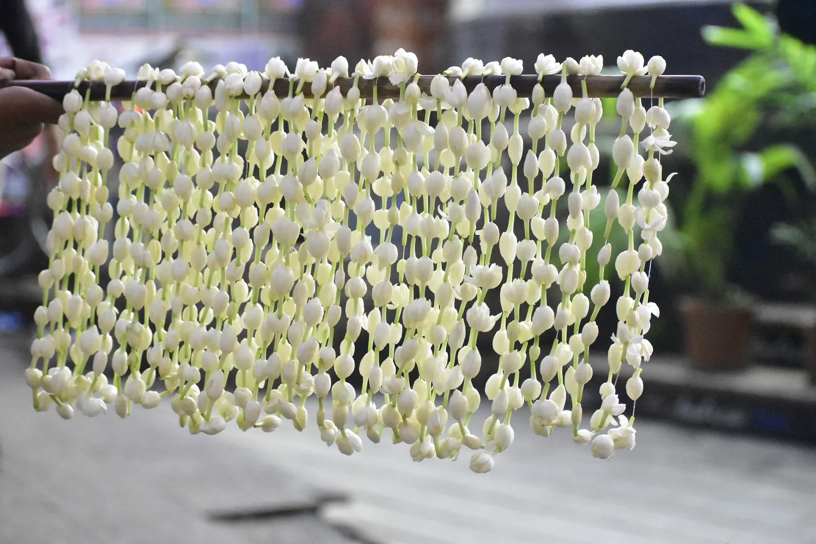 Arabian Jasmine (Jasminum sambac) — Plant in USDA zones 9-11 for optimal growth