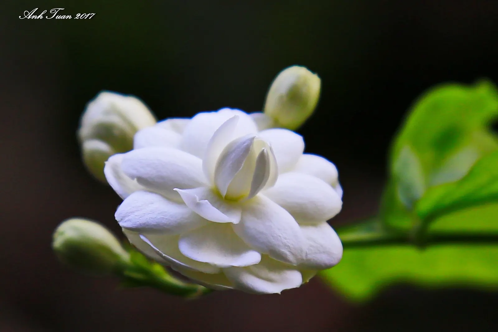 Arabian Jasmine (Jasminum sambac) — white blossoms which flourish throughout the year in warmer climates