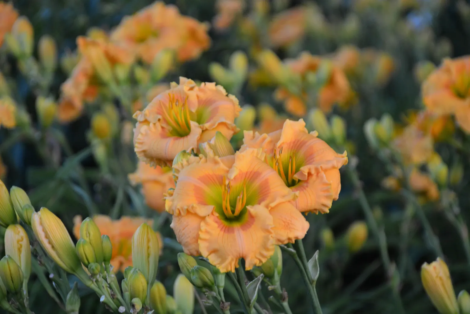 'Orange Smoothie' Daylily (Hemerocallis hybrid) — Plant in full sun for optimum flowering performance