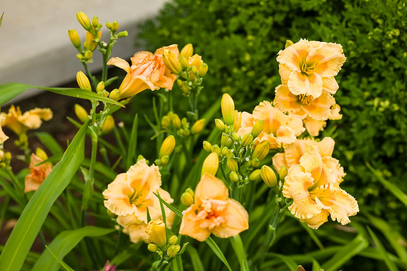 'Orange Smoothie' Daylily (Hemerocallis hybrid) — Flowers appear in midsummer and again later in the season.
