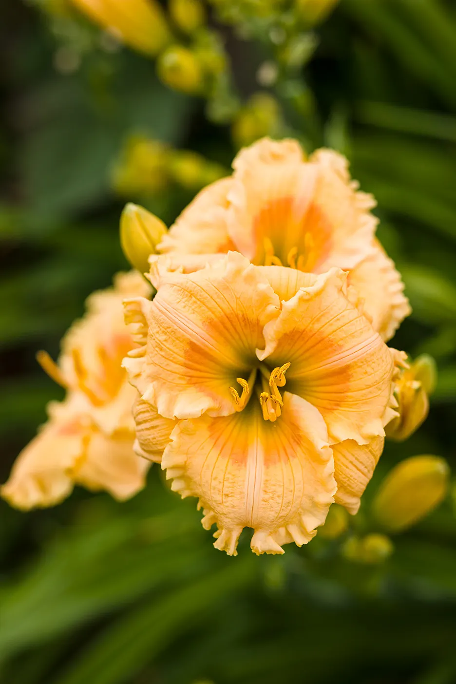 'Orange Smoothie' Daylily (Hemerocallis hybrid) — information and resources