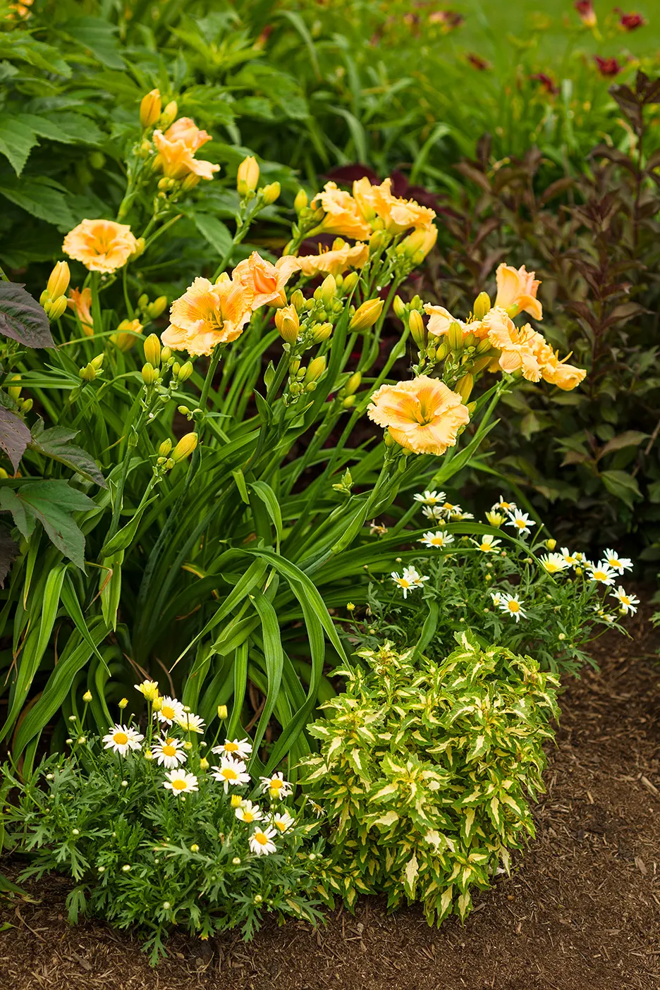 'Orange Smoothie' Daylily (Hemerocallis hybrid) — Orange mango petals with a light rose band are borne on strong, well-branched, heavily budded scapes