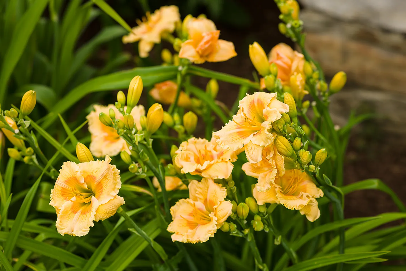 'Orange Smoothie' Daylily (Hemerocallis hybrid) — adaptable perennial that will grow in almost any soil