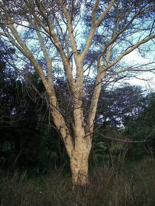 Fever Tree (Acacia Xanthophloea) — When informing the client