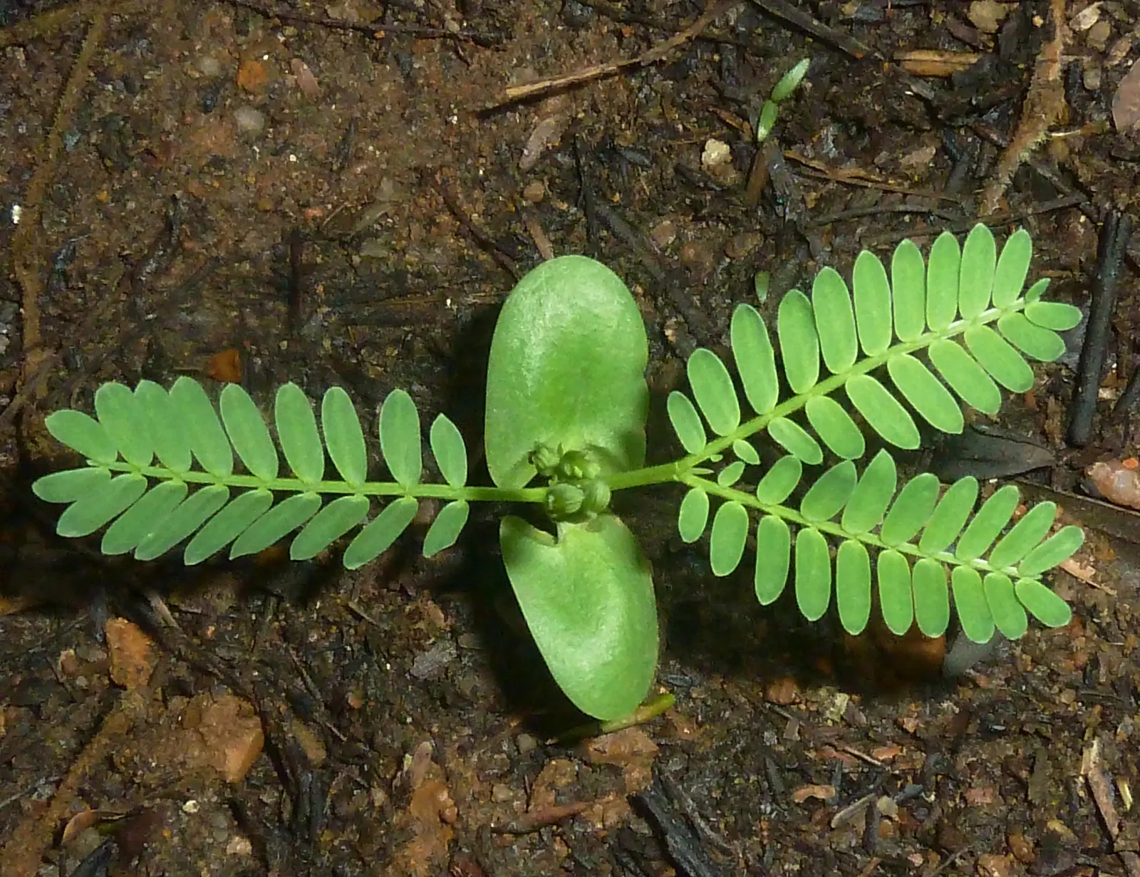 Fever Tree (Acacia Xanthophloea) — The bark is particularly notable for its smooth; is a distinctive African native known for its striking appearance and