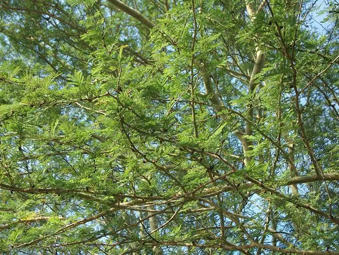Fever Tree (Acacia Xanthophloea) — creamy-white spherical flowers to emerge; tree with yellow blooms
