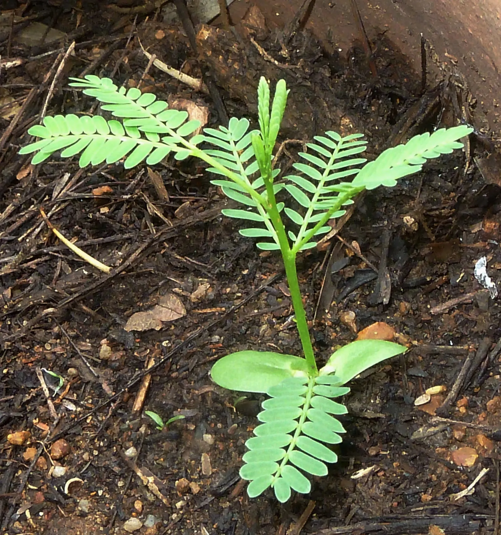 Fever Tree (Acacia Xanthophloea) — As a landscape architect assistant; making it perfect for creating a focal point or natural screen in spacious landscapes