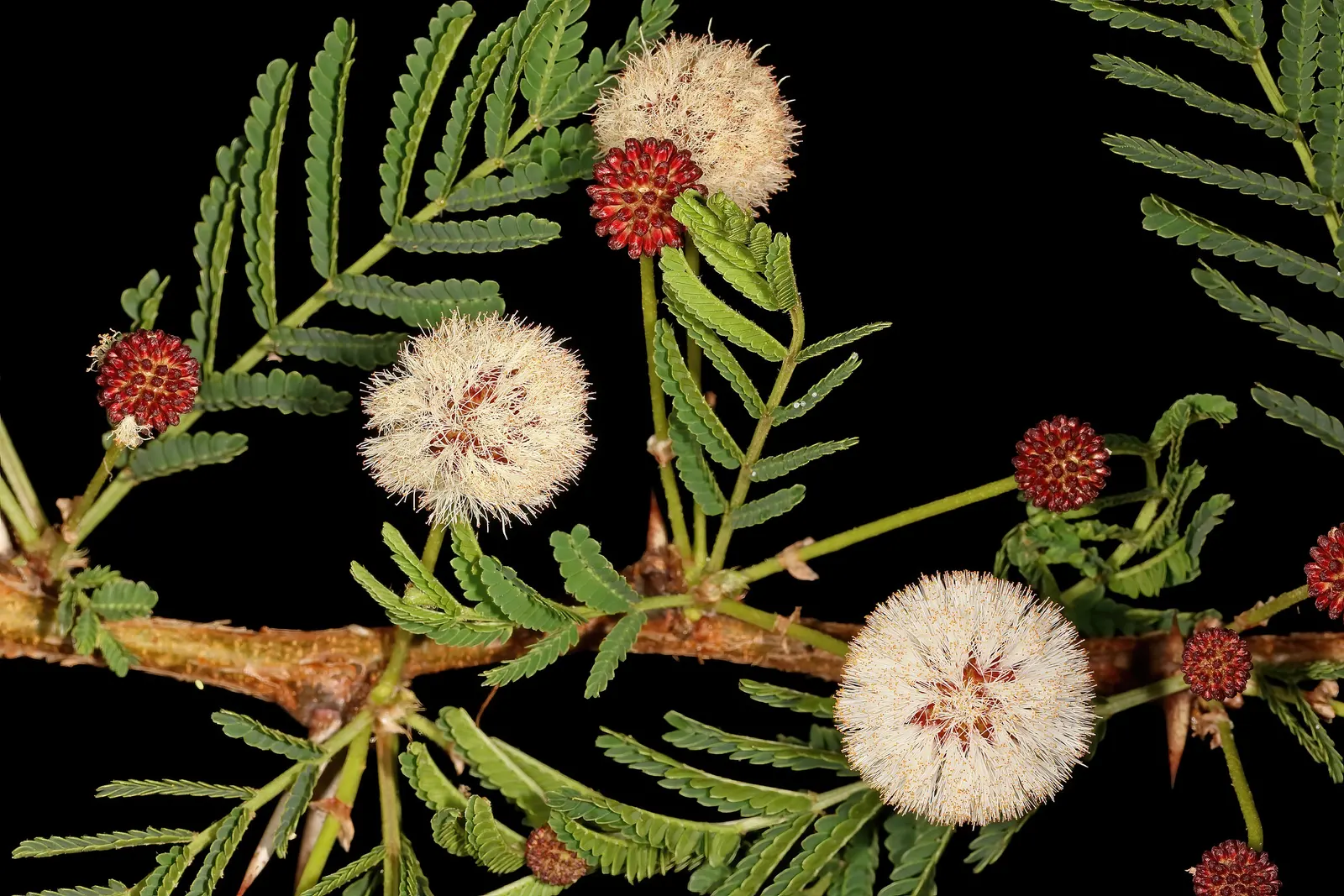 Fever Tree (Acacia Xanthophloea) — It is ideal for creating an eye-catching focal point or for use as a natural screen; its feathery, bright green leaves add