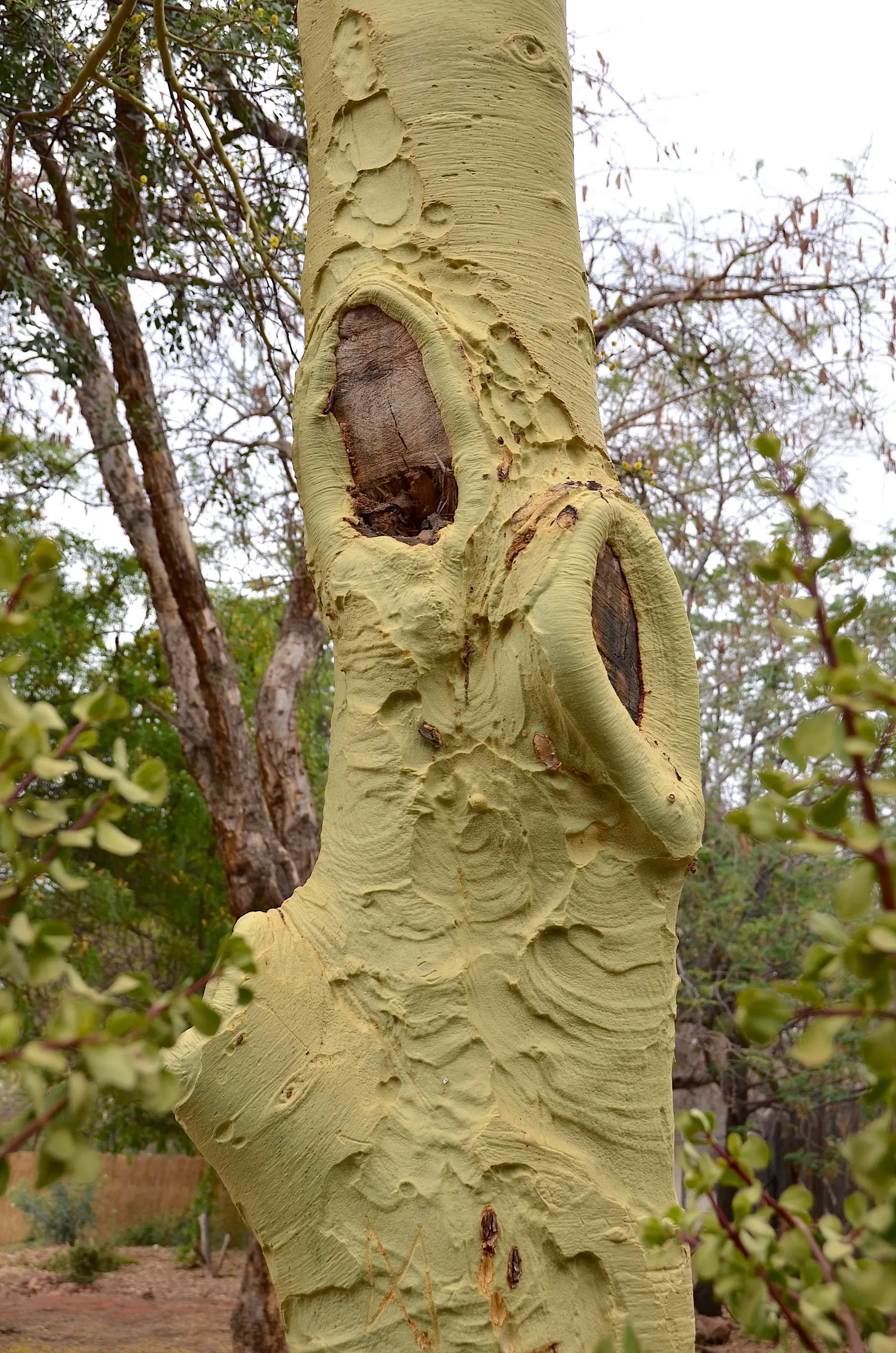 Fever Tree (Acacia Xanthophloea) — The Fever Tree (Acacia xanthophloea) stands out with its striking; this deciduous tree sports feathery foliage and aromatic