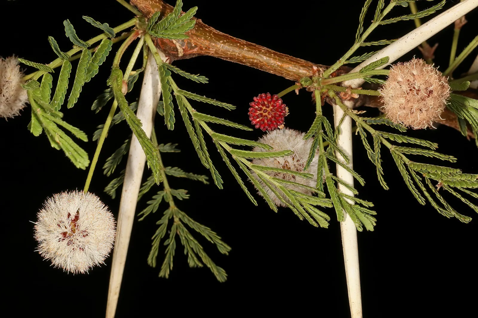 Fever Tree (Acacia Xanthophloea) — scientifically named Acacia xanthophloea; which assists in photosynthesis