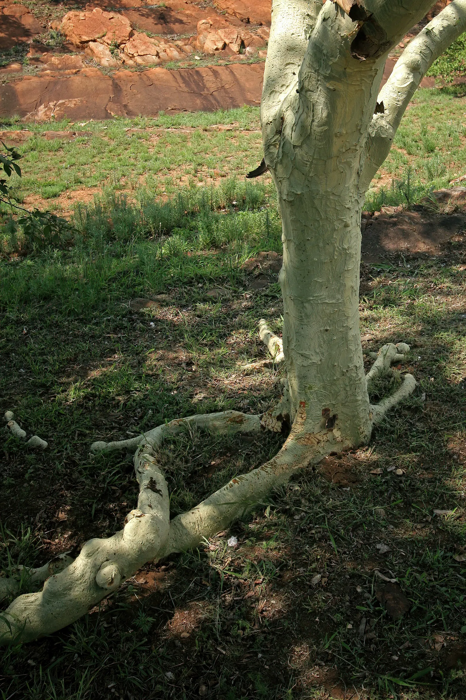 Fever Tree (Acacia Xanthophloea) — reaching an ultimate height of 40-60 feet with a spread of 20-30 feet; it is ideal for creating an eye-catching focal point