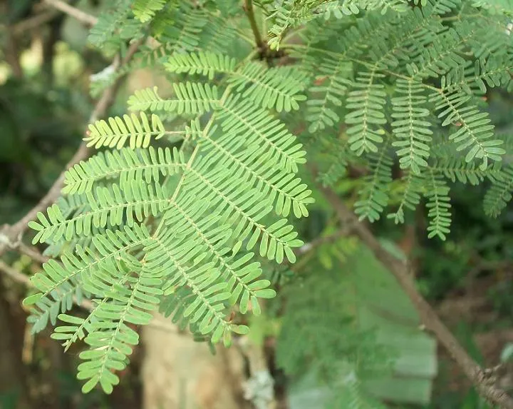 Fever Tree (Acacia Xanthophloea) — During the spring and after periods of rainfall; scientifically named Acacia xanthophloea