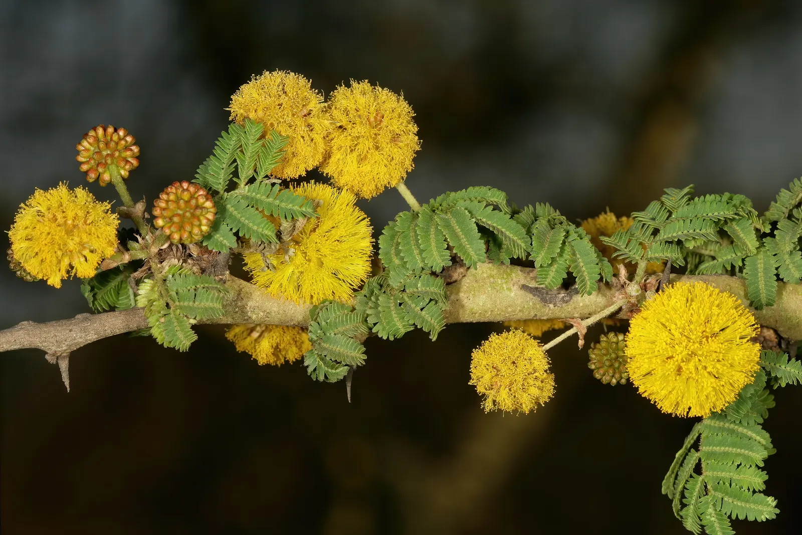 Fever Tree (Acacia Xanthophloea) — making it perfect for creating a focal point or natural screen in spacious landscapes; as a landscape architect assistant