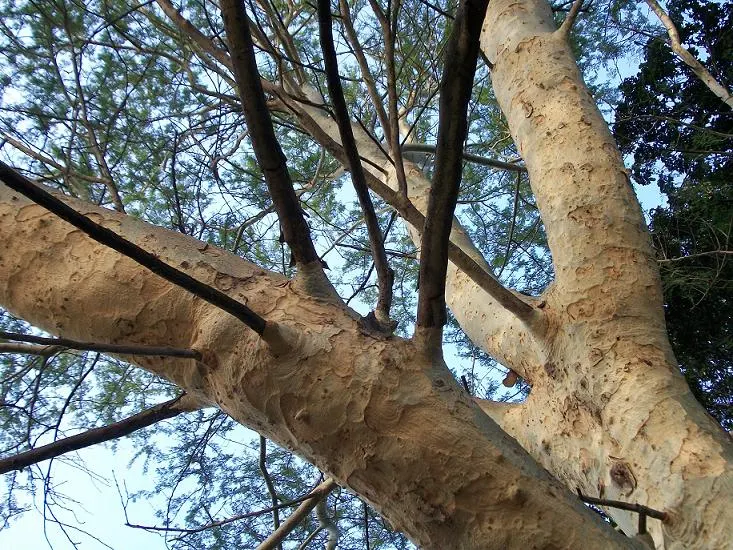 Fever Tree (Acacia Xanthophloea) — It is ideal for creating an eye-catching focal point or for use as a natural screen