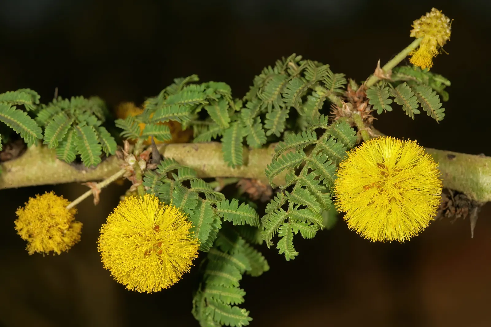 Fever Tree (Acacia Xanthophloea) — it requires full sun and can tolerate wet conditions; this semi-deciduous species commands a presence in any garden landscape