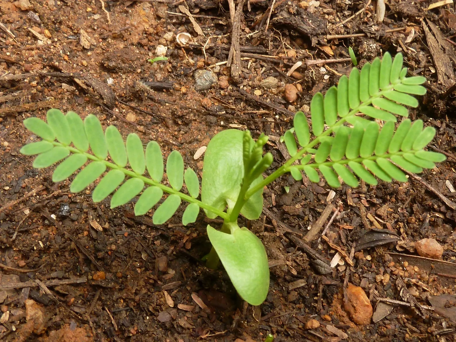 Fever Tree (Acacia Xanthophloea) — is a distinctive African native known for its striking appearance and historical medicinal use; growing to impressive