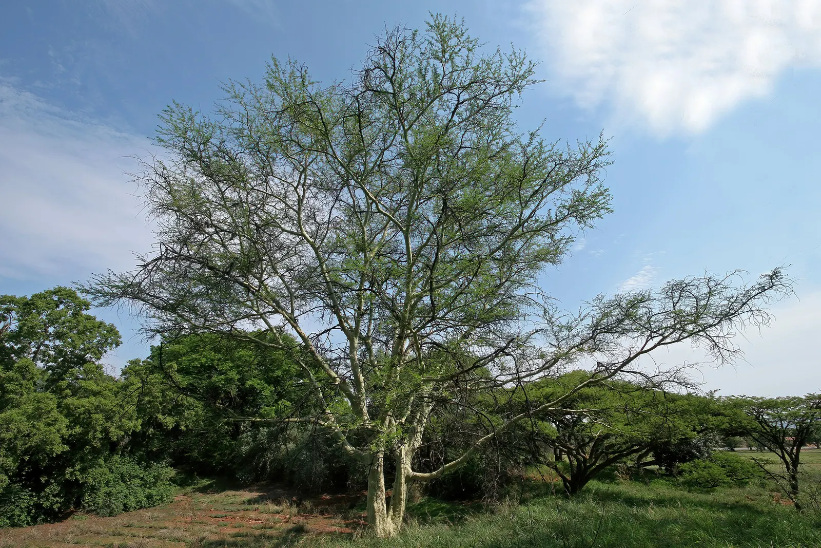 Fever Tree (Acacia Xanthophloea) — Growing to impressive heights between 45 to 75 feet on average; creamy-white spherical flowers to emerge